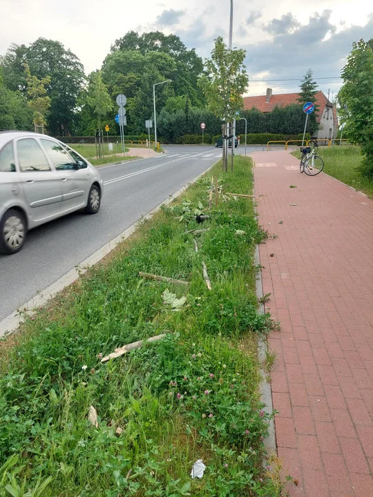 Krotoszyn. Zniszczono drzewa przy ulicy Jasnej