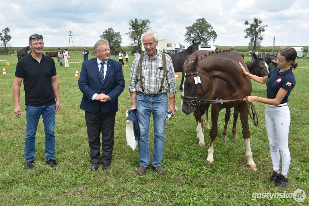 II premiowanie źrebiąt i wystawa koni w Szelejewie