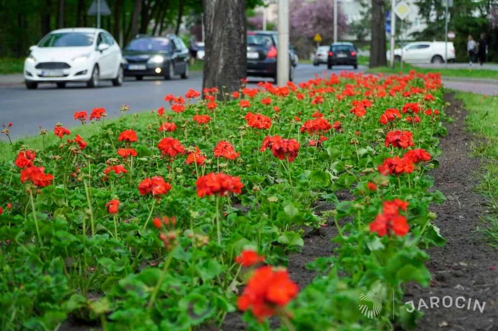 Gmina Jarocin nagrodzona w konkursie na „Najlepiej Zagospodarowaną Przestrzeń Publiczną w Wielkopolsce” [ZDJĘCIA] - Zdjęcie główne