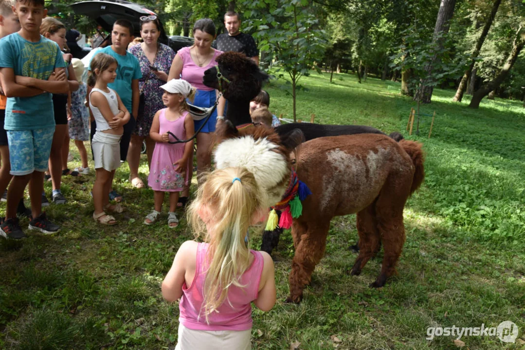 Rodzinny piknik w Pogorzeli - z alpakami i kamykami