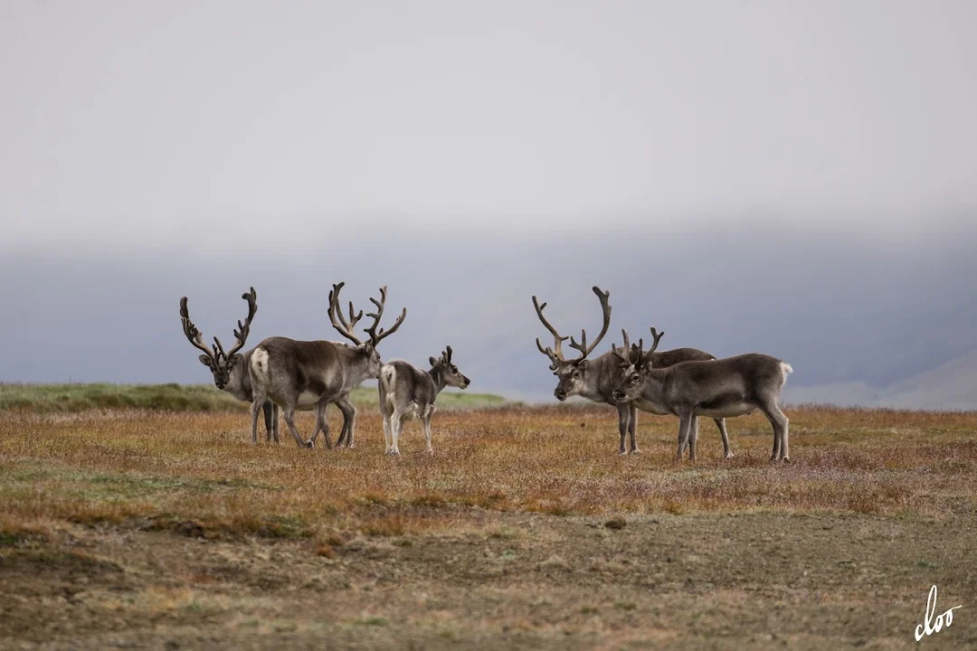 Wyprawa pleszewian na Spitsbergen