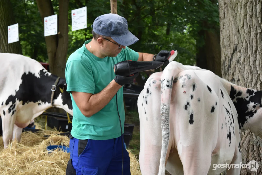 Jubileuszowa, bo XV Regionalna Wystawa Zwierząt Hodowlanych w Pudliszkach