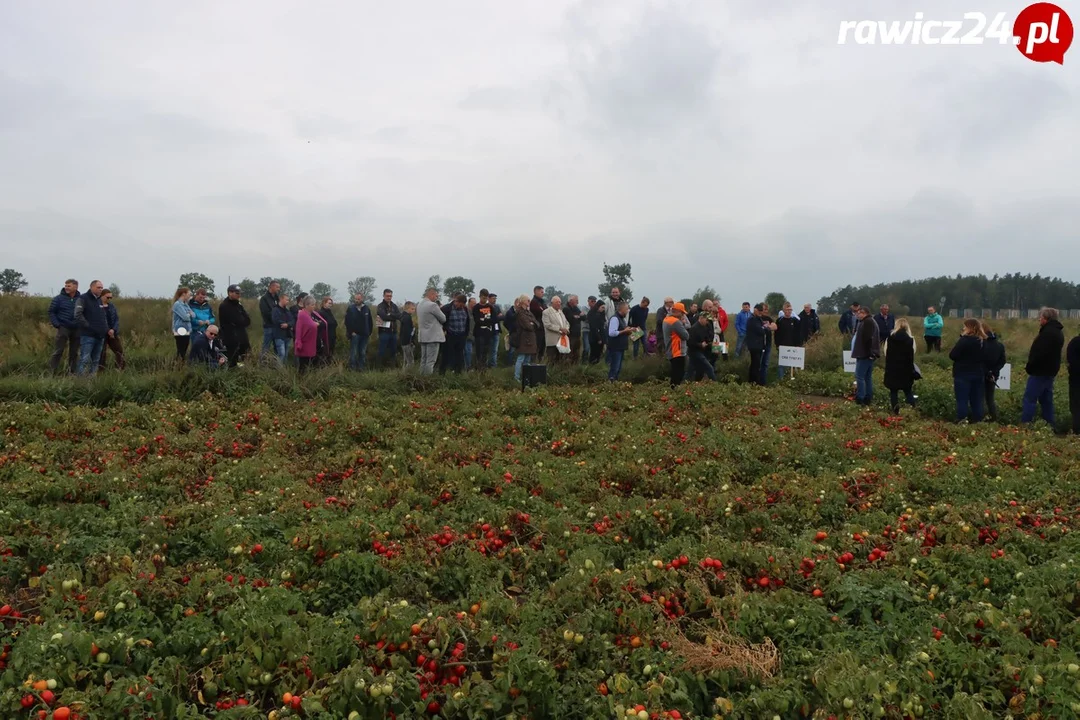 Święto Pomidora w Rogożewie (2022)