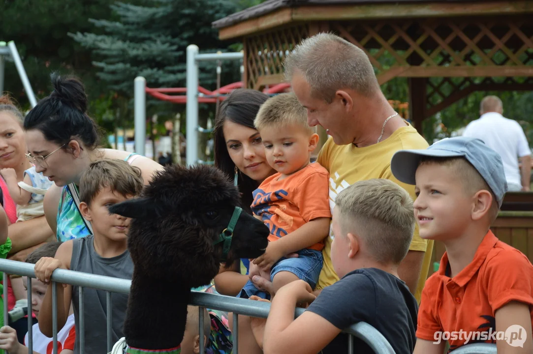 Prawdziwym hitem tegorocznych dożynek i festynu w Wycisłowie były alpaki