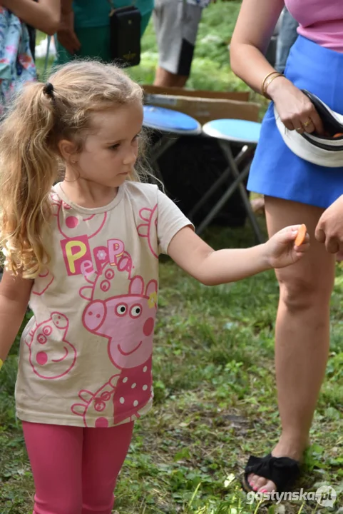 Rodzinny piknik w Pogorzeli - z alpakami i kamykami