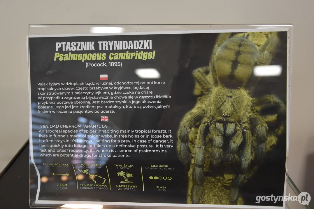 Wystawa pająków w Piaskach 2025