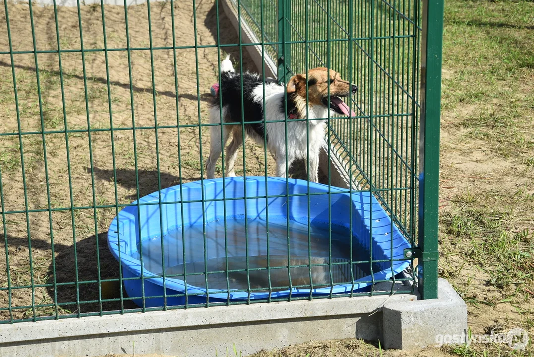 Rozbudowane przytulisko dla psów w Poniecu