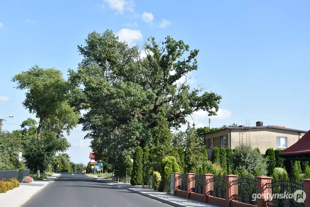 Dąb szypułkowy - pomnik przyrody w Czajkowie