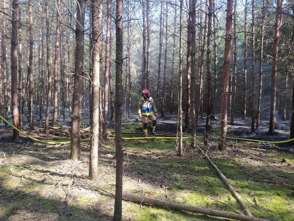 Pożar w lesie pod Rawiczem