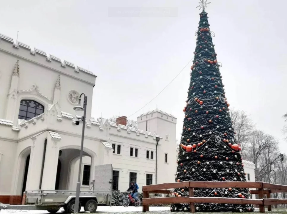 Wiemy gdzie w tym roku stanie choinka miejska - Zdjęcie główne