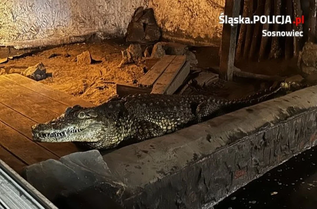 Przetrzymywał krokodyla w domu jednorodzinnym. Zwierzę trafiło do ZOO w Poznaniu