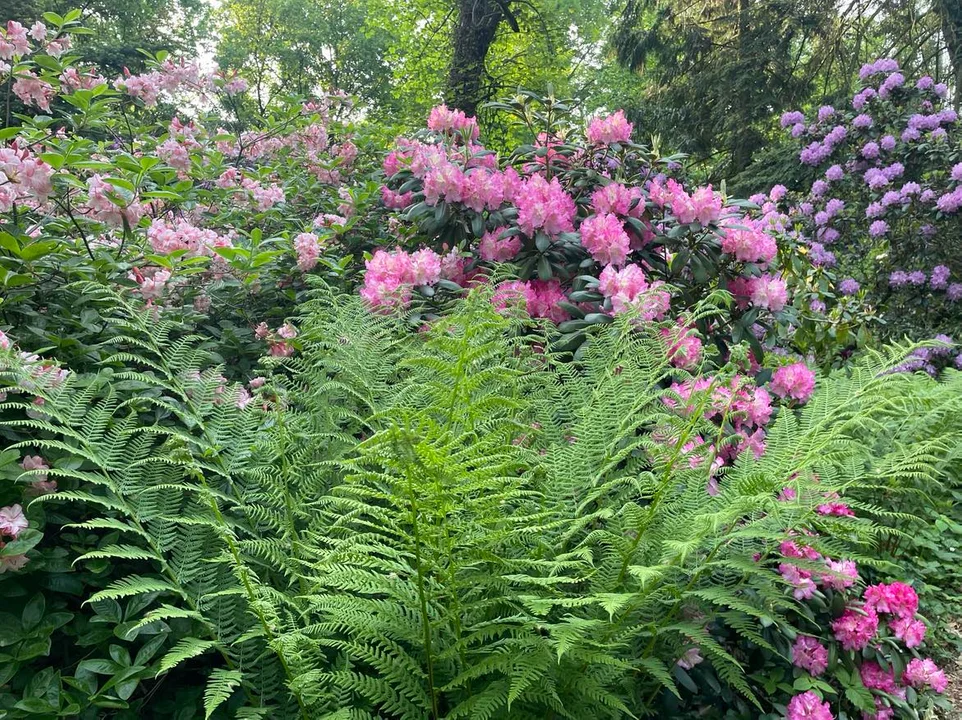 Arboretum Kórnickie