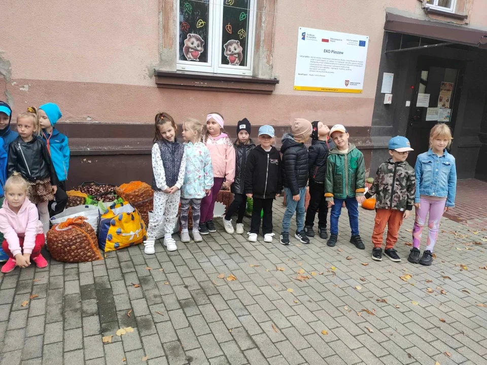 Zbiórka kasztanów przez przedszkolaki ze "Słonecznego" w Pleszewie