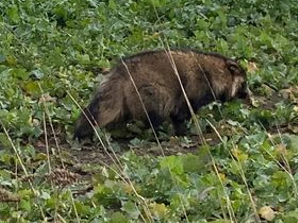 Wygląda trochę jak lis albo szop, a jest spokrewniony z psami. Zobacz, na jakie zwierzę natrafił nasz Czytelnik [ZDJĘCIA] - Zdjęcie główne