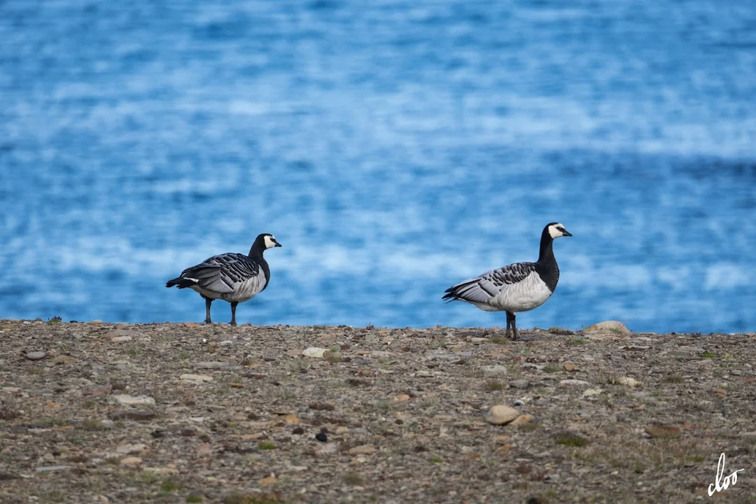 Wyprawa pleszewian na Spitsbergen