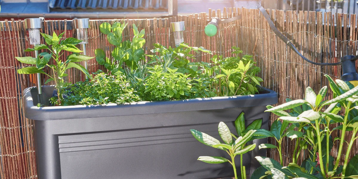 Jak zrobić samodzielnie własny ogród warzywny na balkonie?