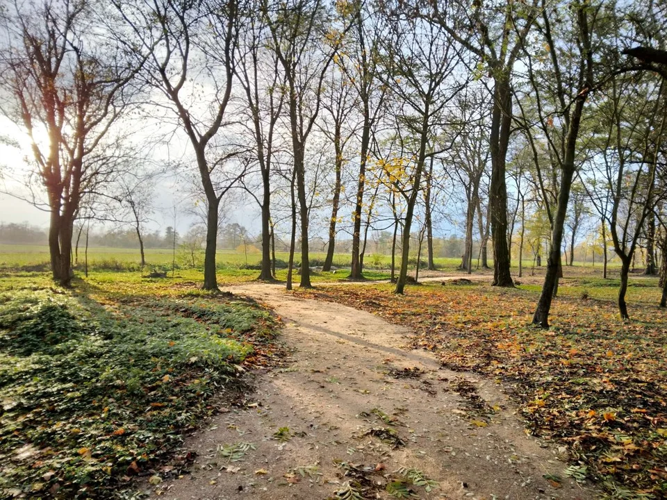 Park w Oborach wypiękniał. W prace zaangażowali się mieszkańcy [ZDJĘCIA] - Zdjęcie główne