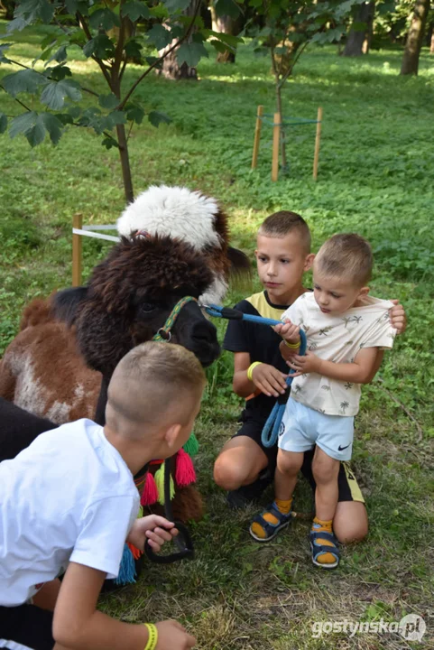 Rodzinny piknik w Pogorzeli - z alpakami i kamykami