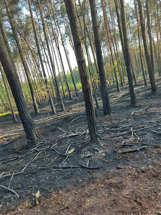 Gasili pożar lasu w Nowolipsku