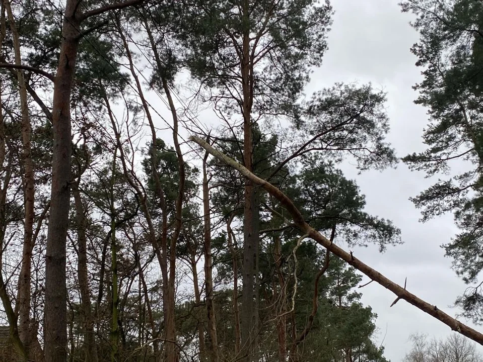 Pochylone drzewo zagrażało uczestnikom ruchu drogowego