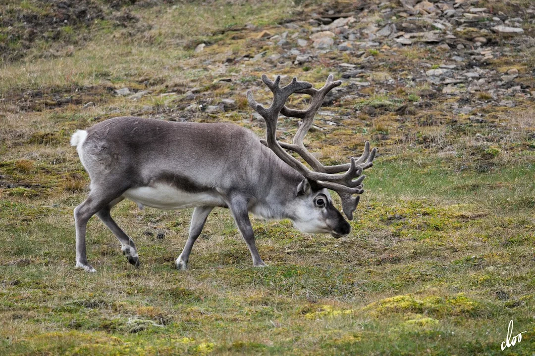 Wyprawa pleszewian na Spitsbergen