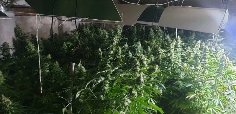 31-latek uprawiał marihuanę w stodole