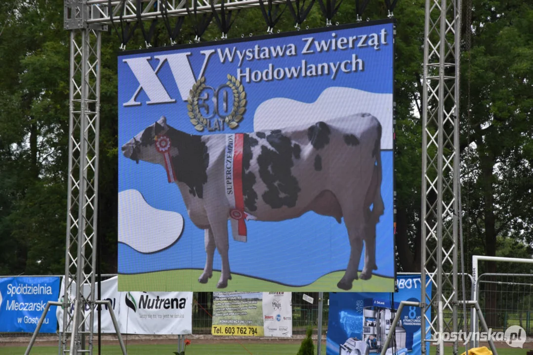 Jubileuszowa, bo XV Regionalna Wystawa Zwierząt Hodowlanych w Pudliszkach