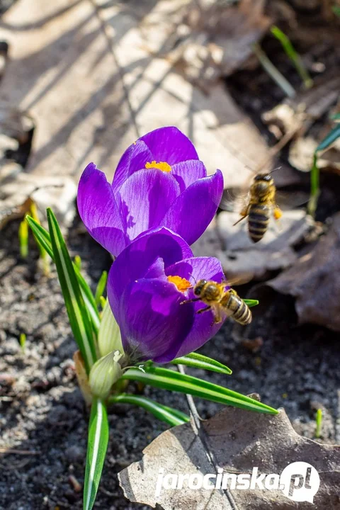 Wiosna nieśmiało wkracza do Jarocina