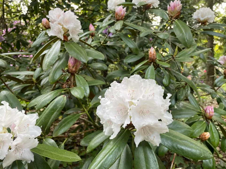 Arboretum Kórnickie