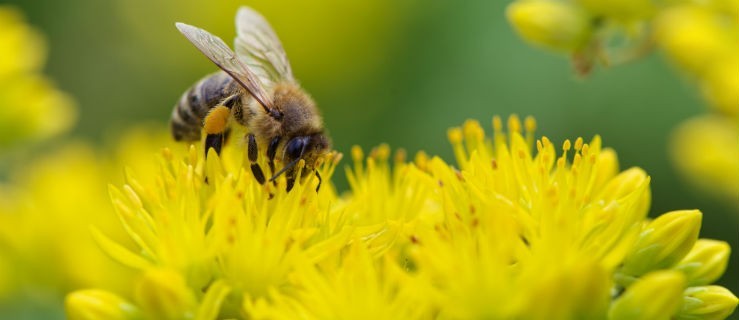 Już niebawem Wielki Dzień Pszczół - Zdjęcie główne