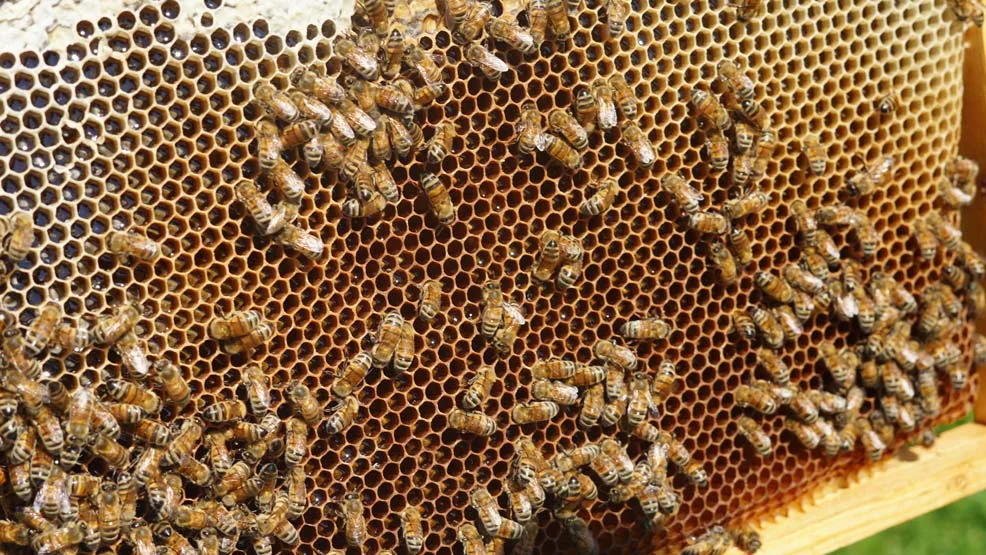 „Program poprawy warunków fitosanitarnych rodzin pszczelich poprzez wsparcie zakupu pokarmów pszczelich” - zapisy w całej Wielkopolsce do 30.06.2022 - Zdjęcie główne
