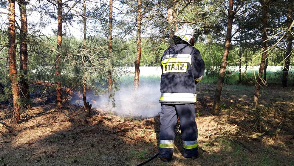 Susza sprzyja pożarom. Spłonęły młode drzewa w okolicach Koszkowa - Zdjęcie główne