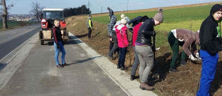 Posadzili drzewa przy ścieżce - Zdjęcie główne