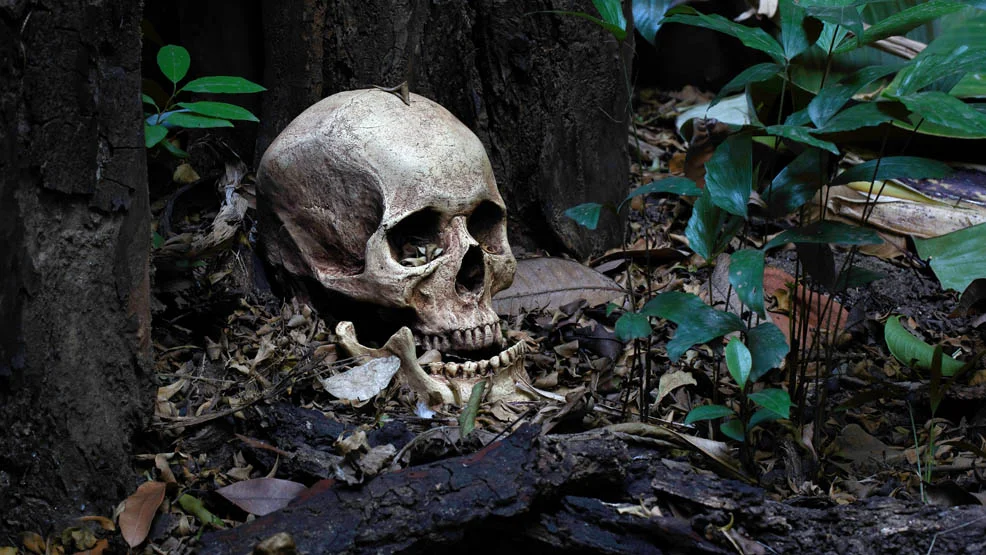 Szczątki znalezione w lesie należą do mężczyzny z gminy Gostyń. Zwłoki wydano rodzinie. Kto był w to zamieszany? - Zdjęcie główne