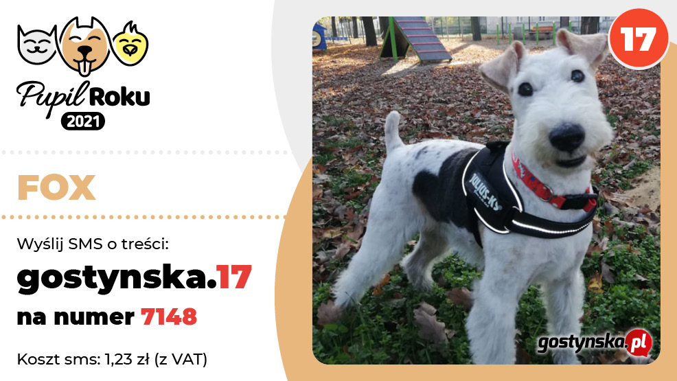 Hej, jestem Fox. Moje życie było trudne, teraz jestem najukochańszym psem