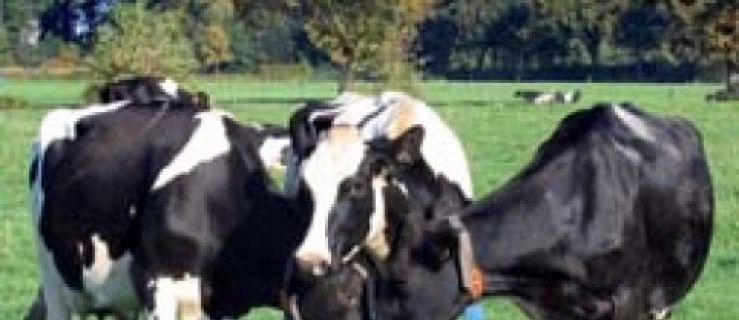 Uwaga producenci mleka - Zdjęcie główne