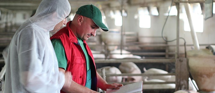 Alarm odwołany. Choroba jest, ale nie jest to afrykański pomór świń - Zdjęcie główne