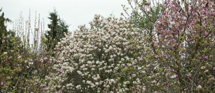 Największa kolekcja magnolii w Europie - Zdjęcie główne