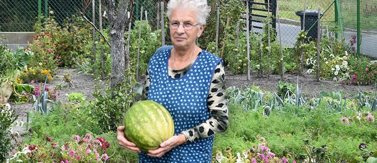 Wyhodowali prawie 10-kilogramowego arbuza  - Zdjęcie główne