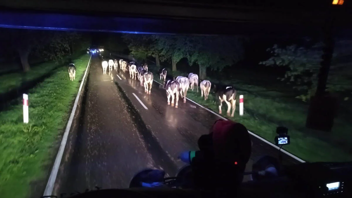 W nocy dwa stada krów zablokowały drogę wojewódzką w powiecie gostyńskim - Zdjęcie główne