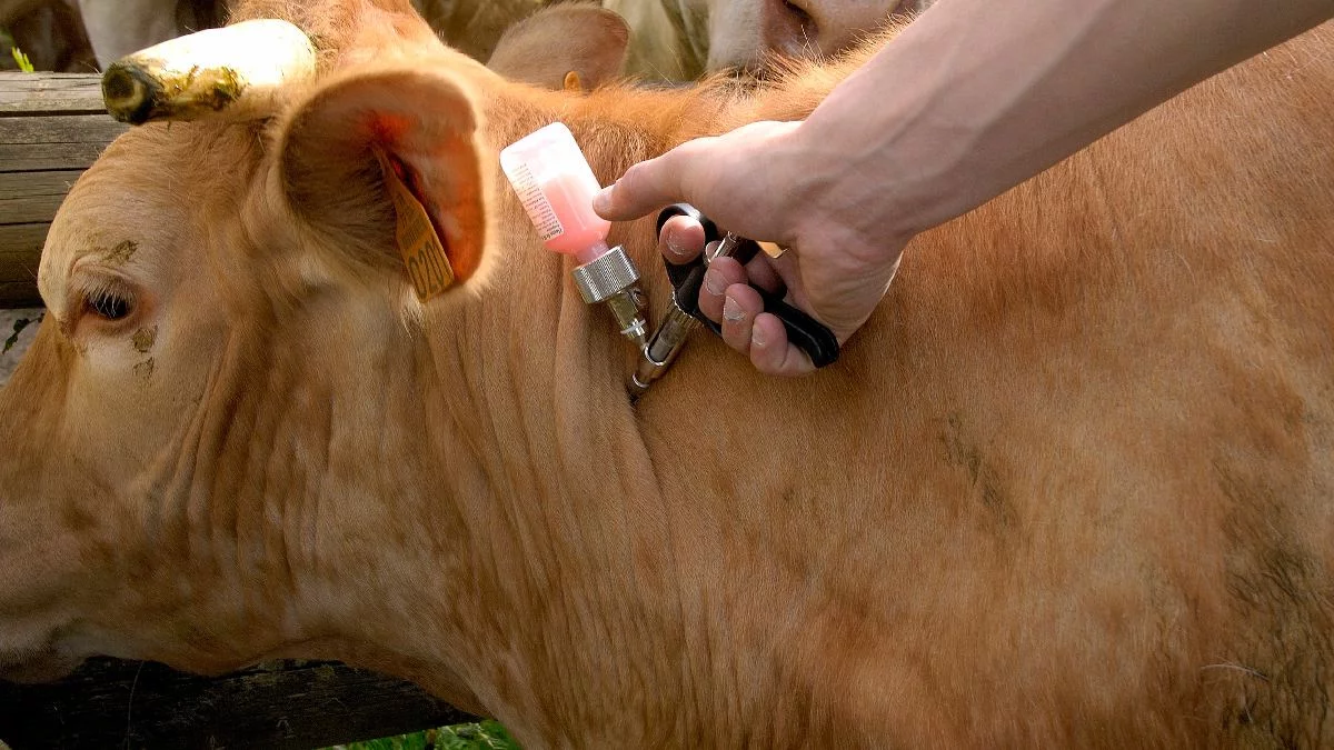 Choroba niebieskiego języka. Jakie ograniczenia czekają rolników w powiecie gostyńskim? - Zdjęcie główne