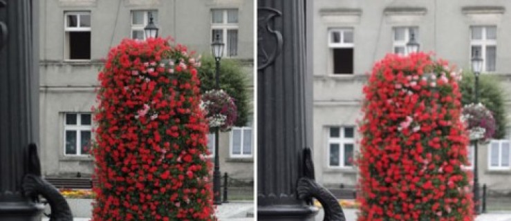 Gostyń. Kwieciste miasto (galeria) - Zdjęcie główne
