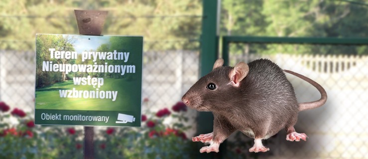 Szczury migrują z wysypiska?  - Zdjęcie główne