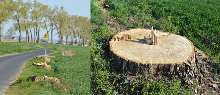 Zniknęło kilkadziesiąt drzew. Ktoś zauważył, że niektóre były całkiem zdrowe - Zdjęcie główne
