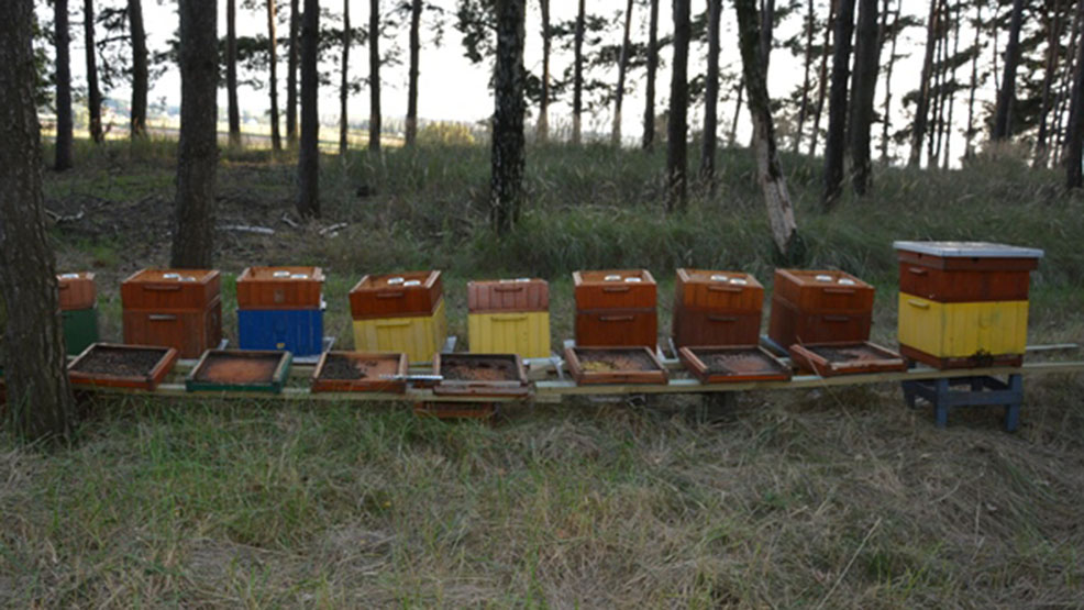 Wytruto setki tysięcy pszczół.  Policja w Gostyniu apeluje o pomoc w ustaleniu sprawcy - Zdjęcie główne