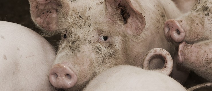 Rzeźnik znęcał się nad świniami. Grożą mu dwa lata więzienia - Zdjęcie główne