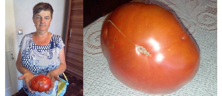 Pomidorowy rekordzista - Zdjęcie główne