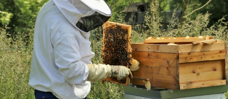 Pszczelarz też jest rolnikiem - Zdjęcie główne