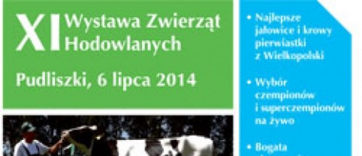 Krobia. Wystawa bydła w Pudliszkach - Zdjęcie główne