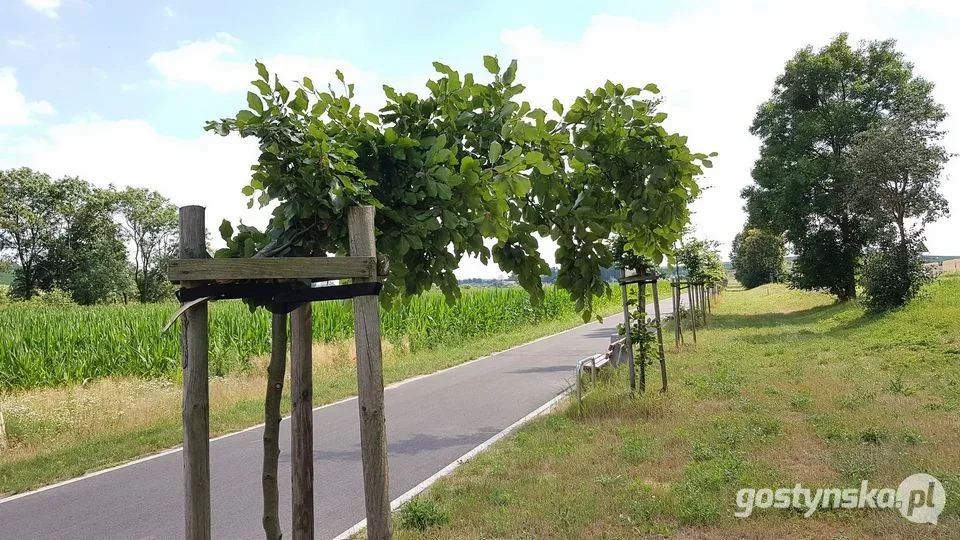  Po pijaku „rzucił się” na młode drzewka. Odpowie przed sądem - Zdjęcie główne